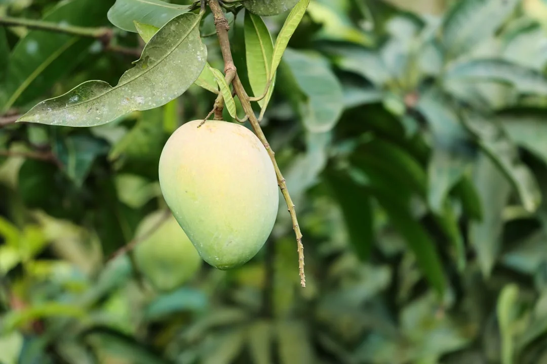 Mango