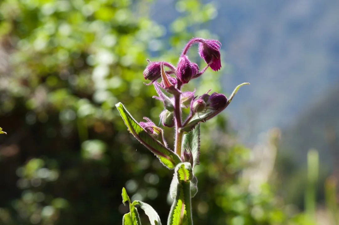 Viola
